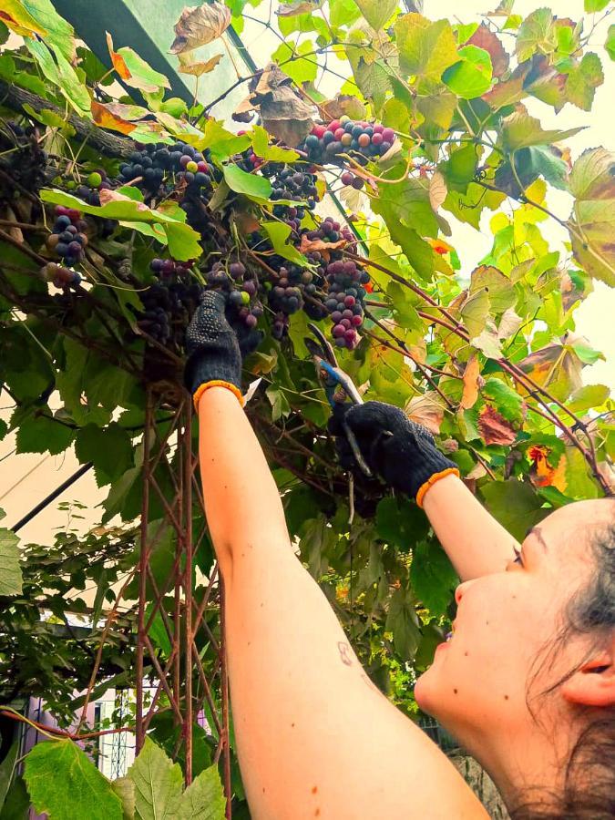 דירות ויז'ה אליסה Vina מראה חיצוני תמונה